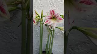 QUE HACER DESPUÉS DE LA FLORACIÓN DE AMARILIS LIRIOS y AZUCENAS hippeastrum amaryllis amaryllis [upl. by Ramyaj]