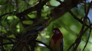 Eastern Rosella Parrot Feeds Cute Baby [upl. by Aneret]