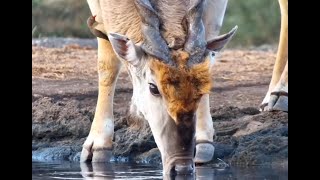 Eland Bull Shows Off His Scar [upl. by Ranip362]