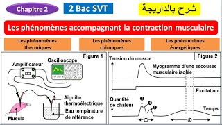 Les phénomènes accompagnant la contraction musculaire 2 bac SVT option français شرح بالداريجة [upl. by The668]