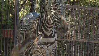 Rare baby zebra born at Rome zoo makes her first appearance [upl. by Ruffo198]