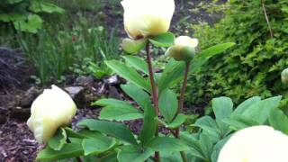 Paeonia mlokosewitschii Molly the Witch [upl. by Seaver]