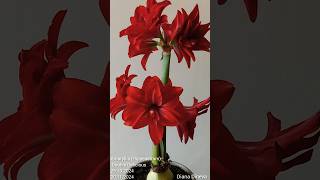 Amaryllis Hippeastrum Double Delicious [upl. by Gruver967]