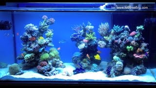 Schwings Reef Tank 500l 130gal 2 months  powered by ATI sunpower Vortech mp40W amp NYOS [upl. by Rankin976]