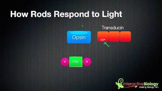 031 How Rods and Cones respond to Light [upl. by Dyrrej]