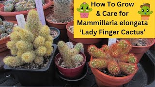 How to Grow amp Care for Mammillaria elongata Lady Finger Cactus cacti cactus [upl. by Ierdna]