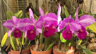 Cali Orchid cattleya trianae  ‘Jungle Feather’ [upl. by Arabrab]