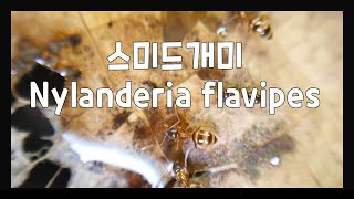 개멍꿀물 먹는게 귀여운 스미드개미 개미관찰 일개미 Nylanderia flavipes  Paratrechina flavipes 한국개미 [upl. by Otanutrof]