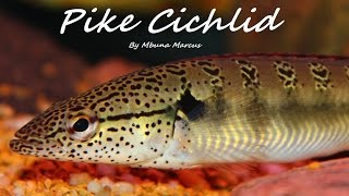 COOL PIKE  Crenicichla Lenticulata [upl. by Haikezeh]