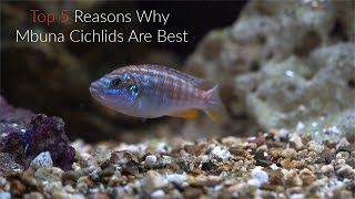 Top 5 Reasons Why Mbuna Cichlids Are Some Of The Best Fish To Keep [upl. by Dorine]