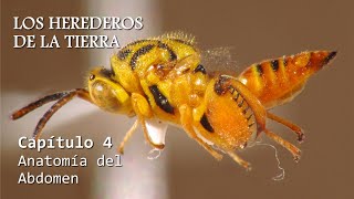 ENTOMOLOGÍA  Los Herederos de la Tierra  cap 4 Anatomía del Abdomen insectos anatomía [upl. by Joappa]