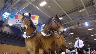 SIA 2017  Les chevaux de trait  Concours de Traction [upl. by Cissiee]