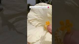 Hibiscus flower cross pollination 🌺 botanicgarden gardening garden flower [upl. by Siloum]