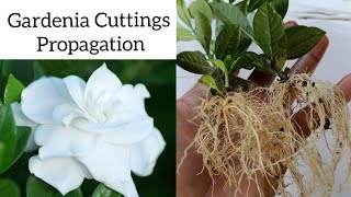 How to grow gardenia plant from cuttings  Gardenia propagation [upl. by Addiego]