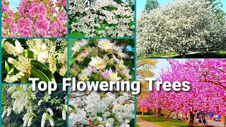 Top Most Popular Flowering Trees With Names  Flowering Trees For Garden  Great Landscaping Trees [upl. by Caron]