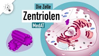 Zentriolen  Aufbau amp Funktion  MedAT  Biologie [upl. by Doss]