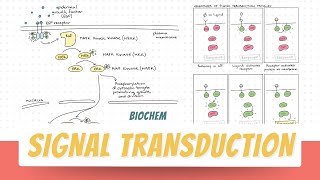 Signal Transduction  PART 1  Biochemistry  Block 1 Foundation [upl. by Assyli211]