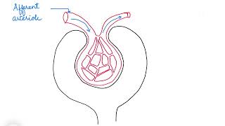 HOW TO DRAW A MALPIGHIAN CORPUSCLE [upl. by Dietrich270]