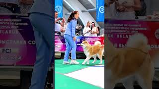 Magnificent akita at the dog show 🏆🐕 [upl. by Van]