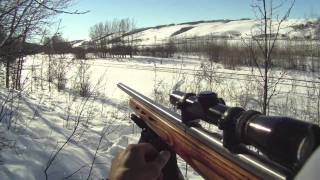 coyote hunting 22 mag [upl. by Taite20]