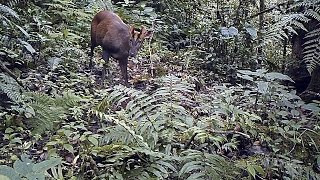 FromTheField Sumatran mountain muntjac [upl. by Killian756]