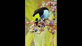 Beautiful Paradise Tanager Bird Volcano of Beauty [upl. by Renrew44]