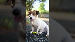 Why Do Dogs Eat Their Own Poop Understanding Coprophagia pets cutedog doglover doglife [upl. by Murrell256]