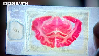 Redefining Biology  Cell  BBC Earth Science [upl. by Soni]