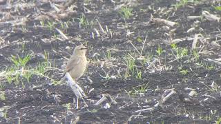 Isabelline Wheatear [upl. by Dunseath]