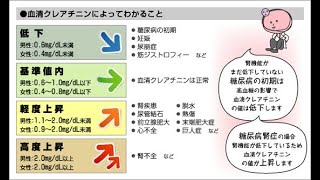 看護学生講座 282 腎 血液検査｢血清クレアチニン値Crでの腎機能評価 と意味＋ 8待ちとは？」 [upl. by Viki264]