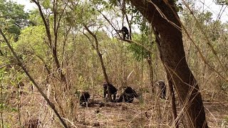 ISU anthropologist witnesses rare lethal aggression in African chimps [upl. by Yrotciv]