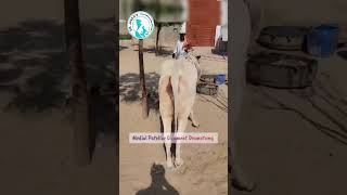 Medial patellar ligament Desmotomy livestockfarming DrJavedKhoso [upl. by Muna677]