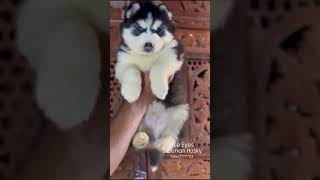 Siberian Husky Blue Eyes Puppy [upl. by Elisee771]