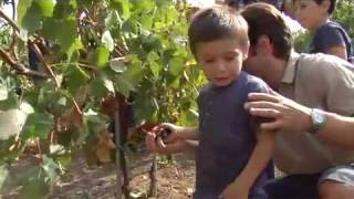 Vendemmia Bambini 2009 [upl. by Engis]