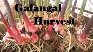 Galangal Harvest What a huge harvest it was [upl. by Yenahs]