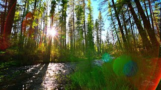 Canyon Creek North of Camp Sherman Oregon [upl. by Ahcatan]