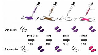 Gram positive and gram negative bacteria tamil pharmaceutical microbiology [upl. by Icyaj338]