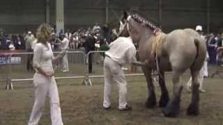 Trekpaardenkeuring Den Bosch 2008 [upl. by Dnomyad]