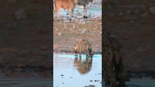 Hyena at Okaukuejo Waterhole Namibia [upl. by Trixie151]