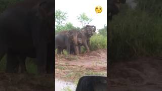 what Happend 😱😱the wild elephants angry slightly 🤯animals elephante viral sorts travelsafari [upl. by Atronna]