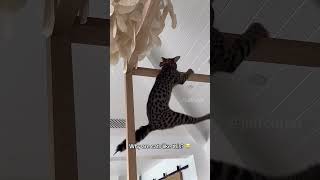 shortvideo cat mycatchannel funny catchannel yourcat funnycats petschannel yourpet pets [upl. by Saito260]