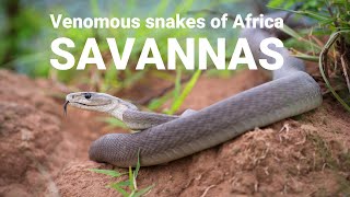 The venomous snakes of Africa  SAVANNAS Boomslang Rinkhals spitting cobras Black mamba [upl. by Nreval]