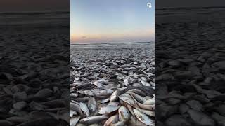 Hundreds of Menhaden fish die at Quintana Beach County Park [upl. by Ahsinauq]