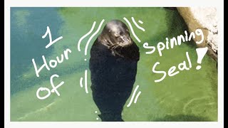 Spinning seal 1 hour version [upl. by Ainez279]