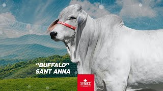 Buffalo Sant Anna [upl. by Fullerton691]