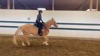 Gaited Horse Learning to Canter  Missouri Fox Trotter  HoneyBee  Gaited Horse Training [upl. by Sigismund]