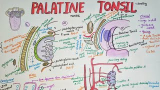 Palatine tonsils Anatomy  borders  blood supply clinical aspects [upl. by Seedman]