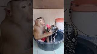 Monkey clean roaster foryou youtubeshorts animals [upl. by Comptom]