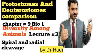 Detailed explanation of comparison between Protostomes and Deuterostomes [upl. by Aihsram580]