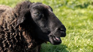 MOUTON qui BELE à la ferme pédagogique de Vendargues mouton noir du Velay [upl. by Docile]